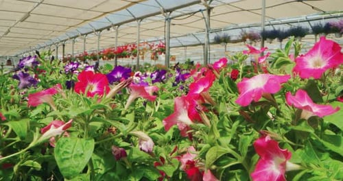 Colorful flowers in green house