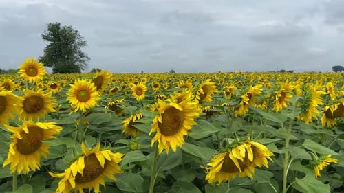 Sonnenblumenfeld Sommerzeit und viele Sonnenblumen Ukrainische Landschaft