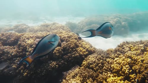 Vibrant exotic fish amid a colorful coral reef. Underwater diversity, marine wonder and vibrant aqua