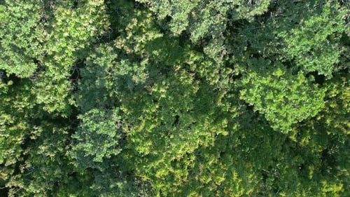 Treetops Of Dense Green Forest - aerial orbit