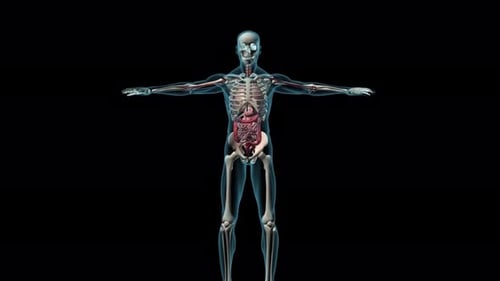 3D Human Anatomy Skeleton and Internal Organs Medical Animation