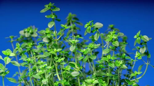 Laps de
temps en temps sur fond bleu : les feuilles de thym bougent et poussent. Branche verte de l'alimentation biologique