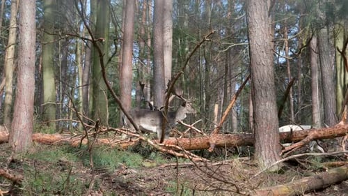 Two male deer fighting for a female deer in the forest, view from the distance, female deer walking