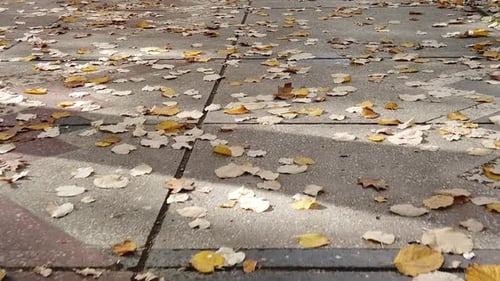 Dry leaves on autumn, fallen on the sidewalk and stored by the wind in corners and margins.