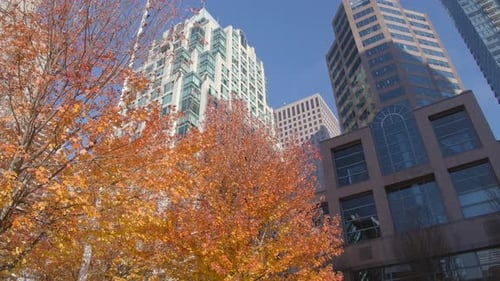 Trees With Autumn Foliage In Downtown Vancouver, BC, Canada. - static shot