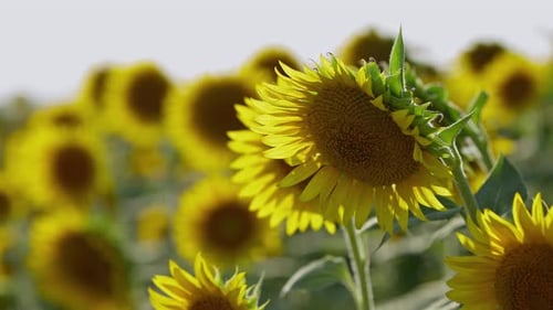 Agriculture Yellow Sunflower Plant In Farm Field In Sunlight 59