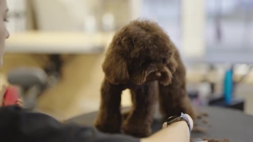 Dog Having Haircut at Grooming Salon