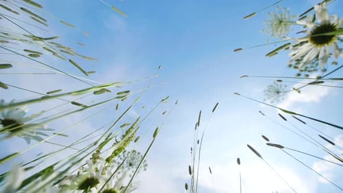 Green Grass and Wildflowers Reaching for the Bright Summer Sun Against Blue Sky