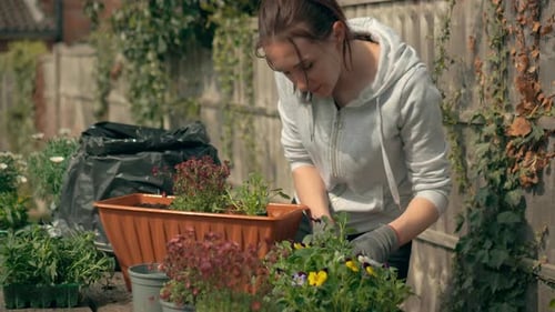 Woman Gardening, Planting Colorful Flowers in Rural Garden