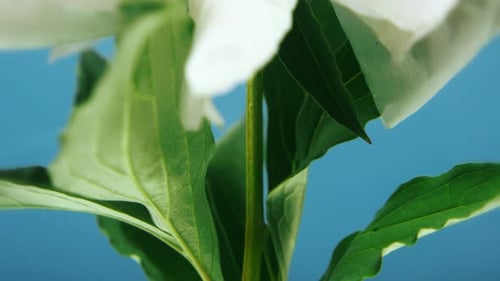 Close Up of White Flower and Green Leaves