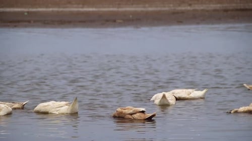 wild ducks while looking for food in a lake, by putting their head into the water