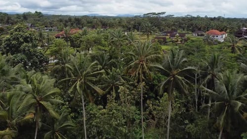 Aerial Landscape of the Rice Fields and Rice Terrace on the Island Bali in Indonesia Drone Flight