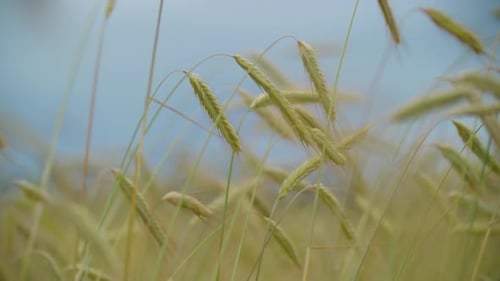 Winkende Ohren eines Weizenfeldes