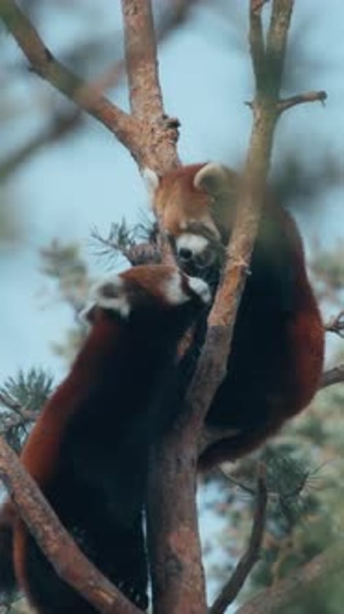 Deux adorables pandas roux se reniflent sur un pin. Verticale.