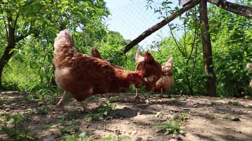 Viele rote Hühner an einem Sommertag im Dorf