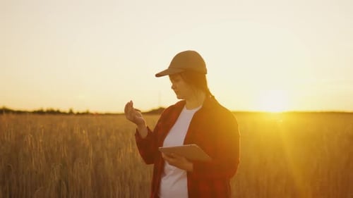 Farmer Walking Wheat Field Checking Quality Cereal Crop on Sunset