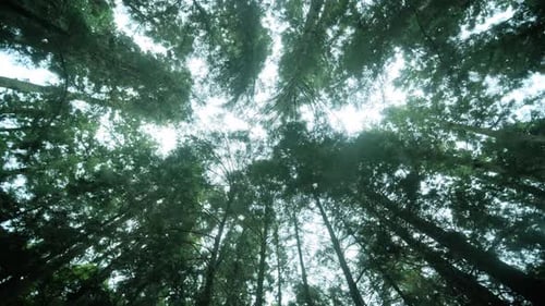 Beautiful trees in the forest. Camera movement inside the forest.