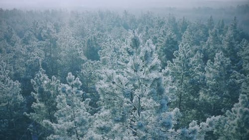 Snowy Forest In Winter Frosty Day Blue And White Frost Aerial View Above Amazing Pines During Misty