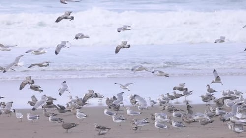 Seagulls Gather on a Beach Near the Ocean