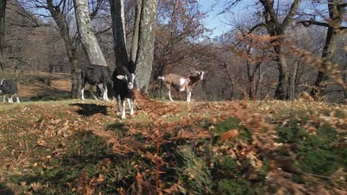 Goat Bush Forest