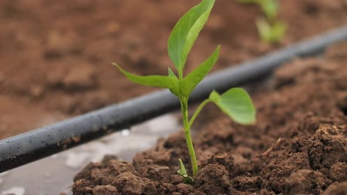 Drip Irrigation of Beds in the Field