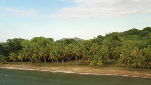 Aerial view of a beautiful deserted tropical beach, with a clear sea, white sand and palm trees.