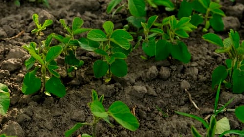 Young Soybean Sprouts on the Field Selective Focus