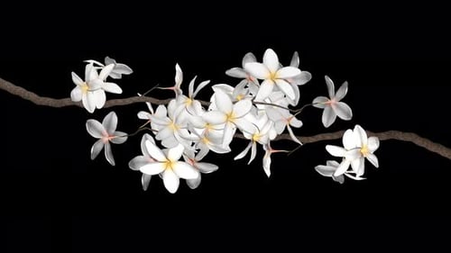 2 Branches of Plumeria White Flowers - Blooming Transition - I - Alpha Channel