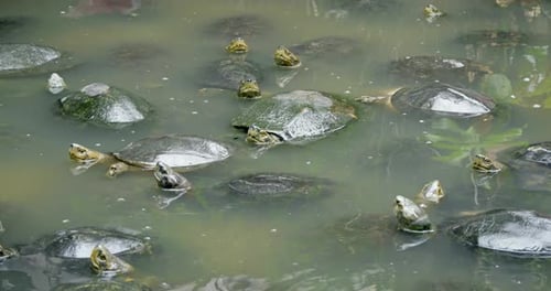 Schildkröten sammeln, ruhiges Wasser, natürlicher Lebensraum, Wildtierszene, ruhige Umgebung