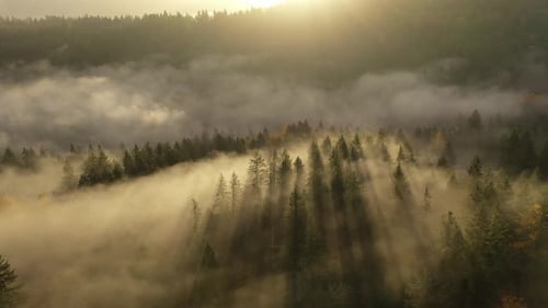 Survoler l'épaisse forêt brumeuse et fraîche dans la chaude lumière dorée