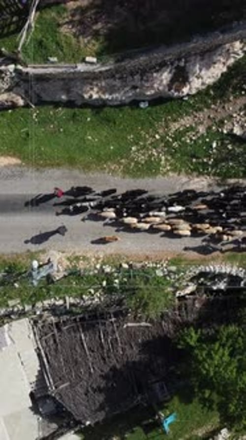 Drohnenbild Nomadische Schäferziegen