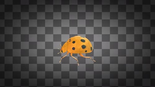 3D Animated Yellow Ladybug Walking on Transparent Background