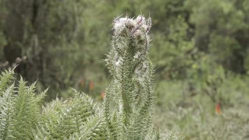 A close-up tilting shot of mountain thistle vegetation plant