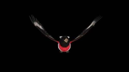 Red Pink Breasted Grosbeak Bird - Flying Loop - Front Close Up View - Alpha Channel