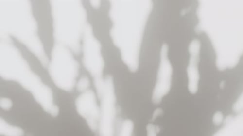 Abstract shadows of plant on wall during the daytime