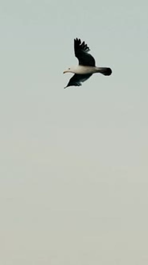 Seagulls in Flight, Soaring Through the Sky