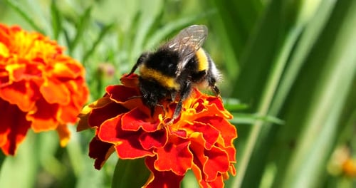Bumblebee Pollinating Vibrant Red Marigold Flower