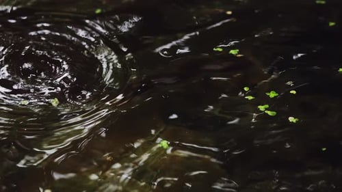 Close-Up of a Tranquil Pond Puddle Amidst the Fall Season