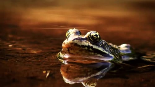 Green Frog Sitting in Murky Water Reflecting