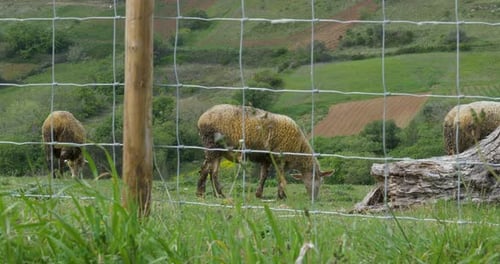 Group of sheep eating grass behind a fence.