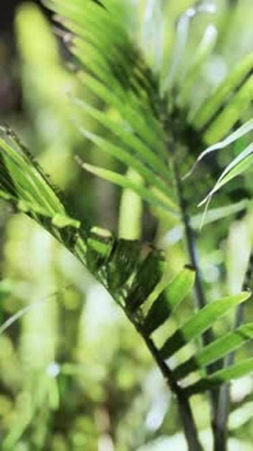 Sun Shining Into Tropical Forest