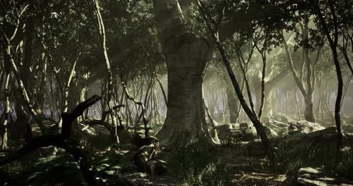 Misterioso paisaje forestal con luz solar filtrándose a través de los árboles