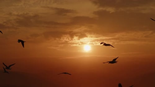 Animal Bird Seagulls Flying In Sunset 06