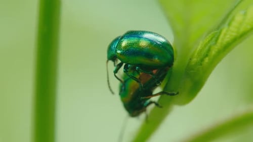 Two Chrysolina fastuosa Beetles Mating on Leaf – Germany NRW