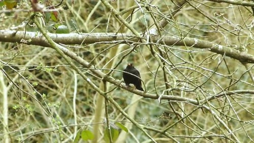 A blackbird in a tree in the distance. steady shot