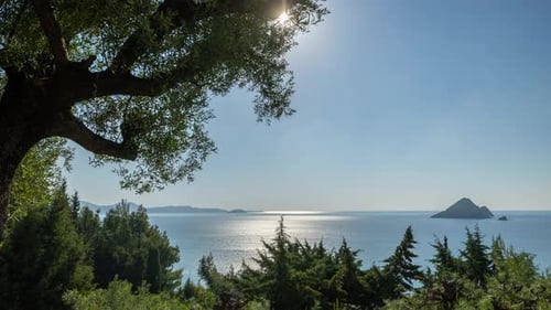 Tree and Sea View