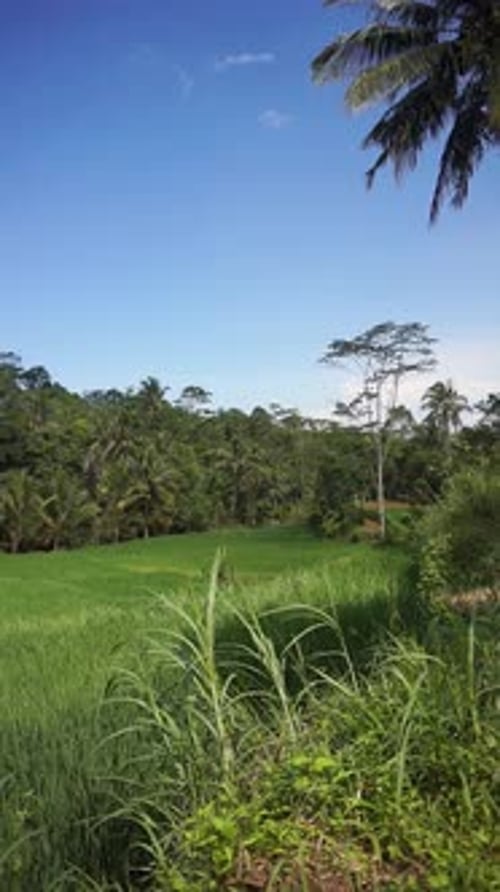 beautiful rice fields under mountains and green trees in countryside with blue sky during day time