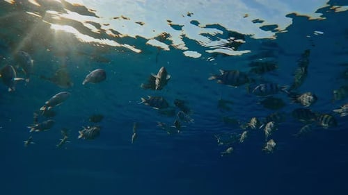 Silhouettes of Indo-Pacific Sergeant Fish feeding below surface of water, reflected in water