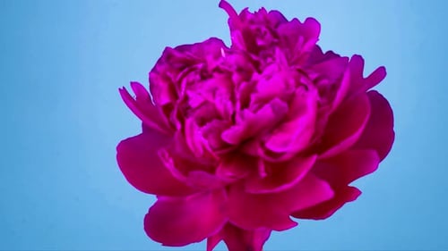 Pink Flower Blossom Time-Lapse on Blue Background