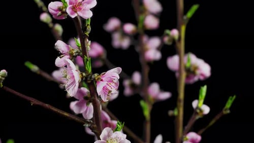 Time Lapse flor de melocotón - 4K